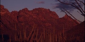 Organ Cactus National Monument