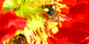 Photo of bees by Julia Letcher