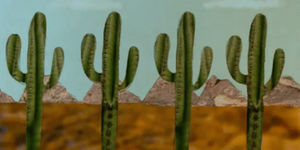 Saguaro cacti