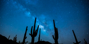 The milky way is visible in the sky behind tall cacti