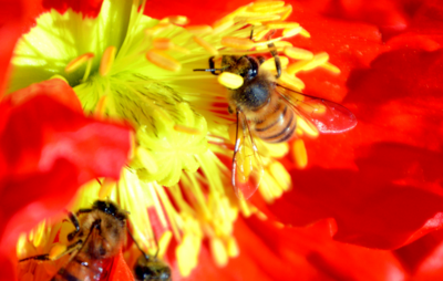 Photo of bees by Julia Letcher