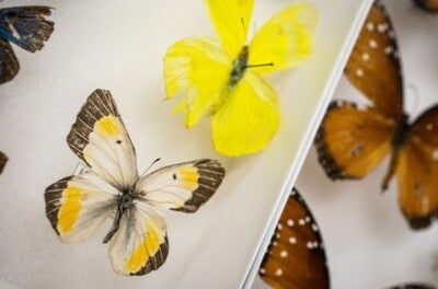 a photo of butterflies, part of the natural collection at NatureMaker